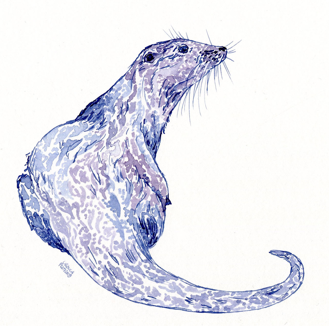 Drawn otter looking to the side in a violet-blueish colour