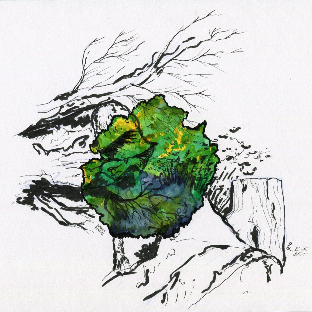 Black pencil drawing of tree stumps, twigs and bushes, on it colored blob in various shades of yellow, green and blue with some black areas in the middle