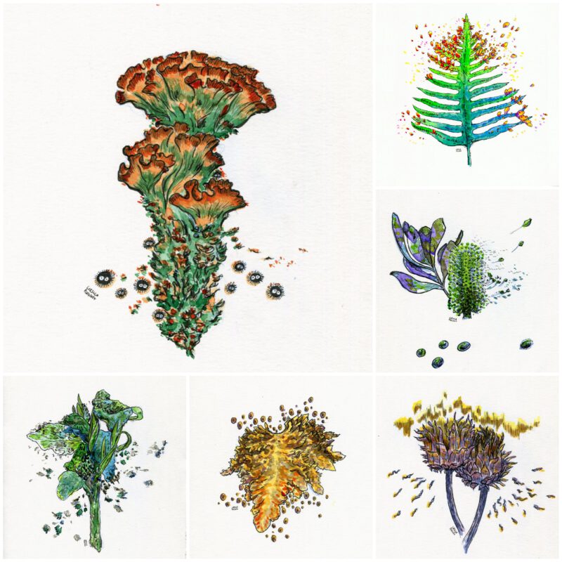 Collage of 6 botanical illustrations in various ink shades