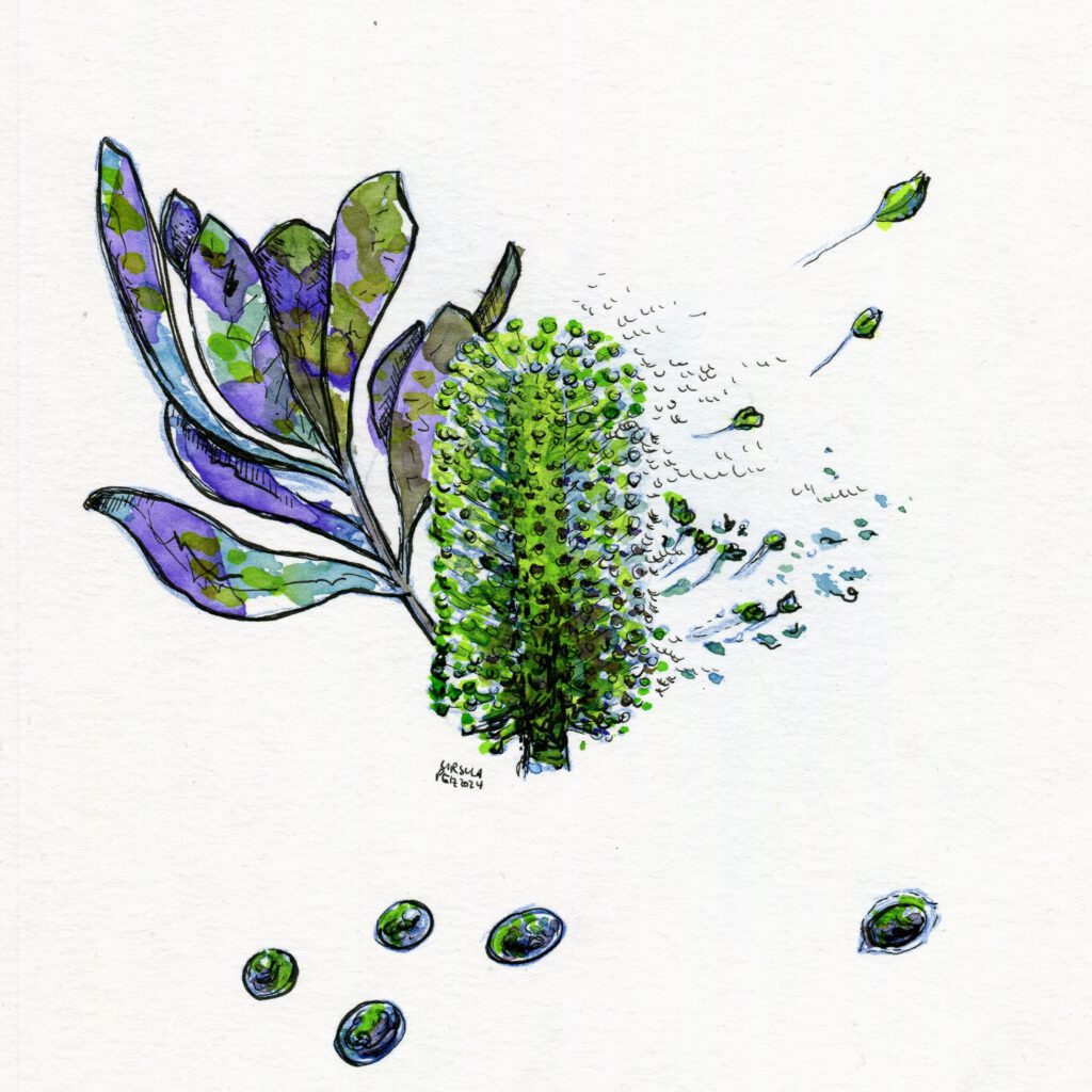 Ink drawing of a Banksia flower spike and leaves with floating oval shiney stones in shades of lilac and green tones with black outlining