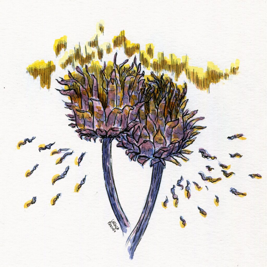 Ink drawing of 2 faded artichoke thistles with small worms flying away from it it in shades of yellow, brown and dark blue with black outlining