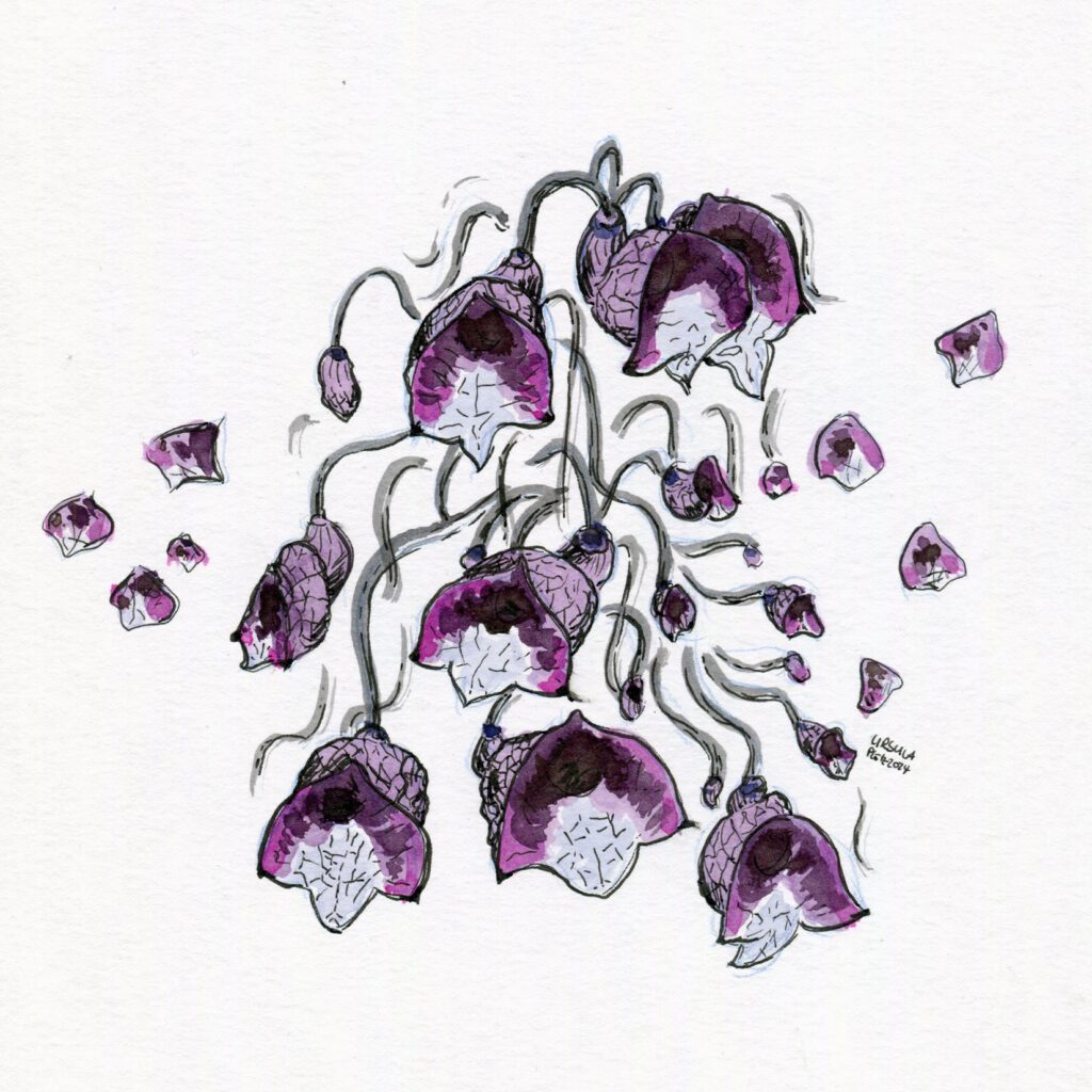 Ink drawing of Aristolochia arborea with some rhombus shapes around it in shades of pink-lilac with black outlining