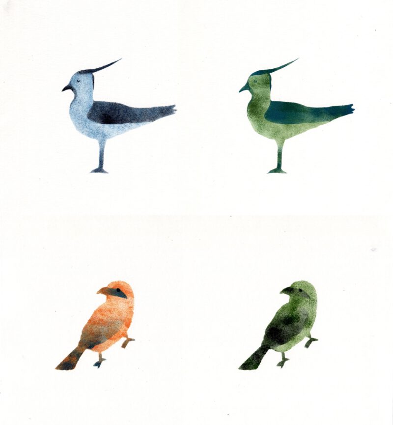 Collage of 2 lapwings and 2 red-backed shrikes created with sponge and ink in blue, black, olive green, orange
