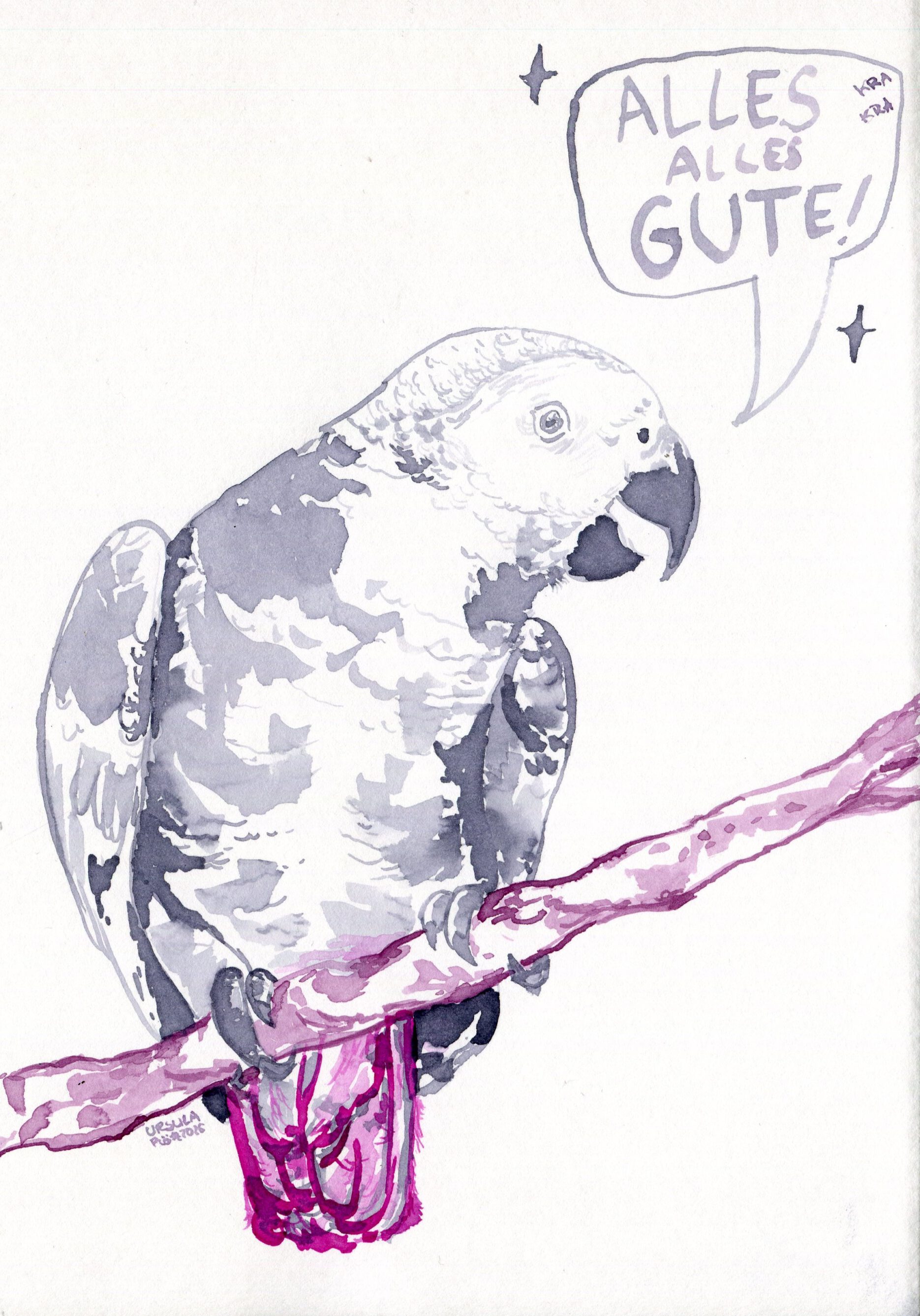 A grey parrot sitting on a branch wishing you all the best